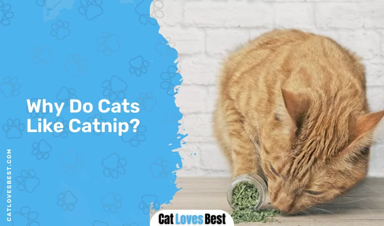 Why Do Cats Like Catnip