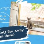 Why Do Cats Run Away From Home