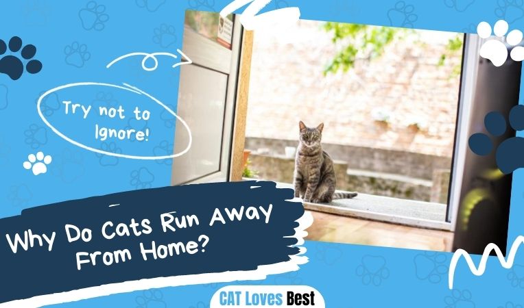 Why Do Cats Run Away From Home