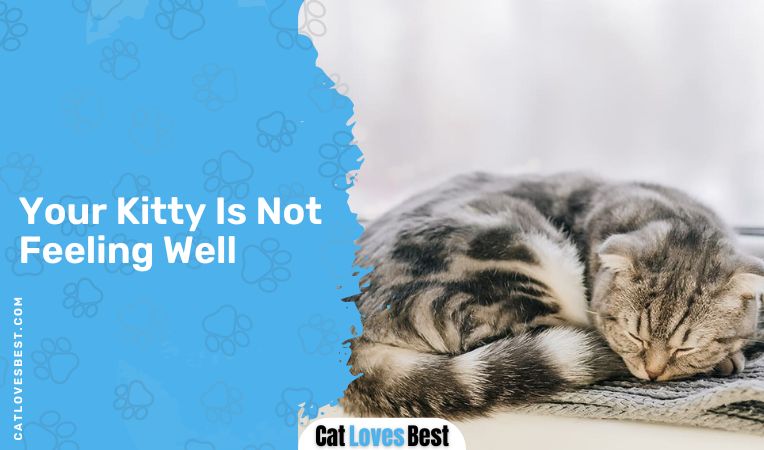 Your Kitty Is Not Feeling Well