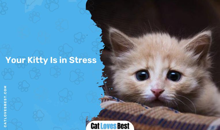 Your Kitty Is in Stress