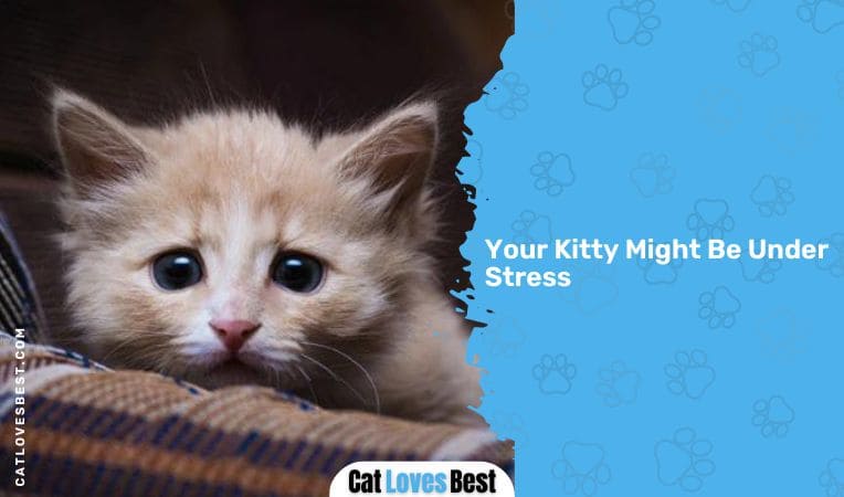 Your Kitty Might Be Under Stress