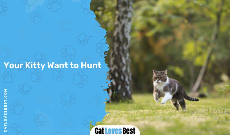 Your Kitty Want to Hunt