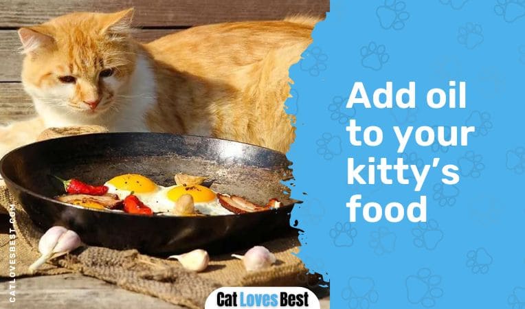 Add oil to your kitty's food