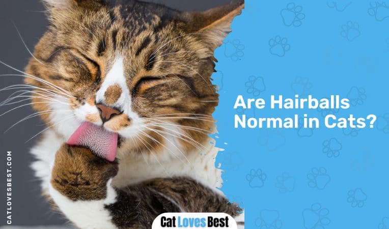  Are Hairballs Normal in Cats