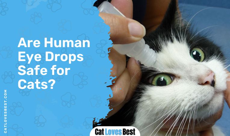 Are Human Eye Drops Safe for Cats