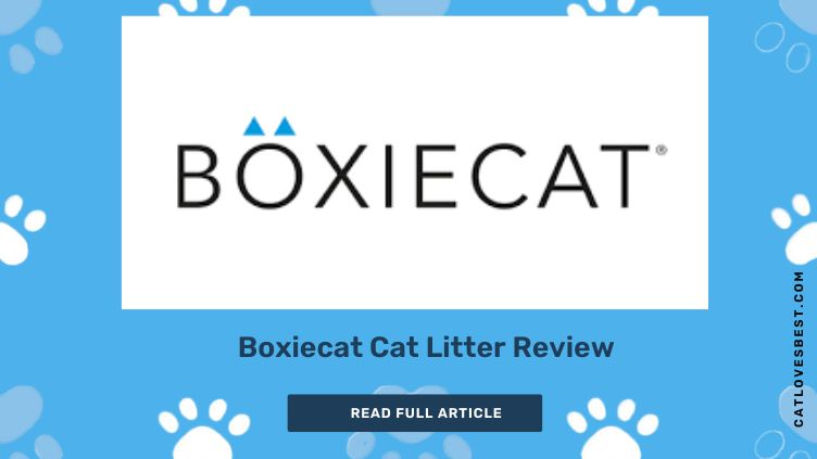 Boxiecat Cat Litter Review