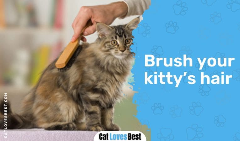 Brush your kitty's hair