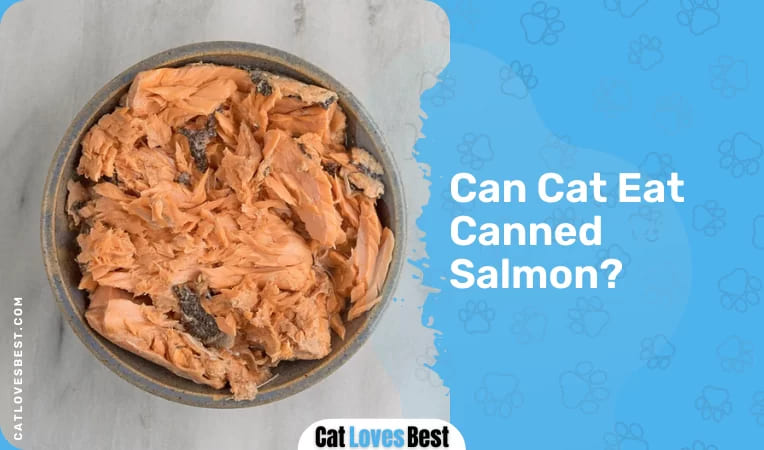 Can Cat Eat Canned Salmon