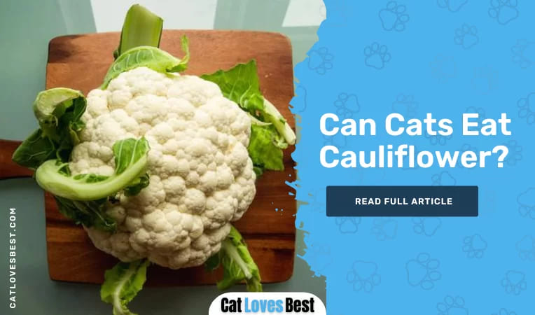 Can Cats Eat Cauliflower