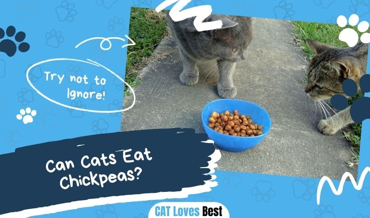 Can Cats Eat Chickpeas