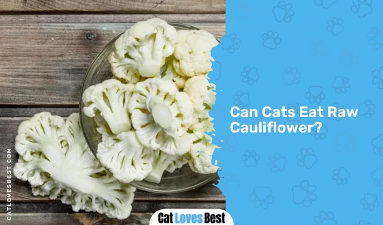 Can Cats Eat Raw Cauliflower