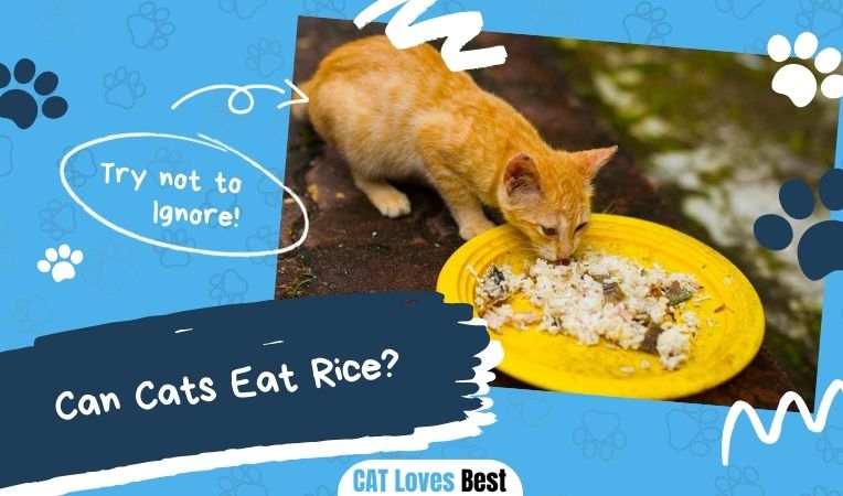 Can Cats Eat Rice