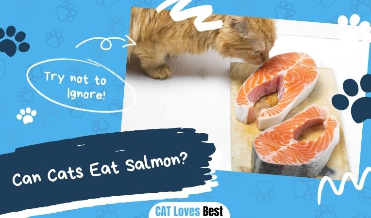 Can Cats Eat Salmon
