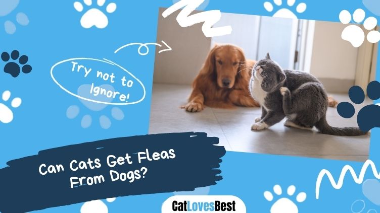Can Cats Get Fleas From Dogs