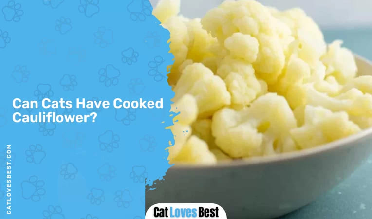 Can Cats Have Cooked Cauliflower