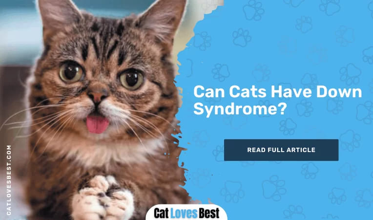 Can Cats Have Down Syndrome