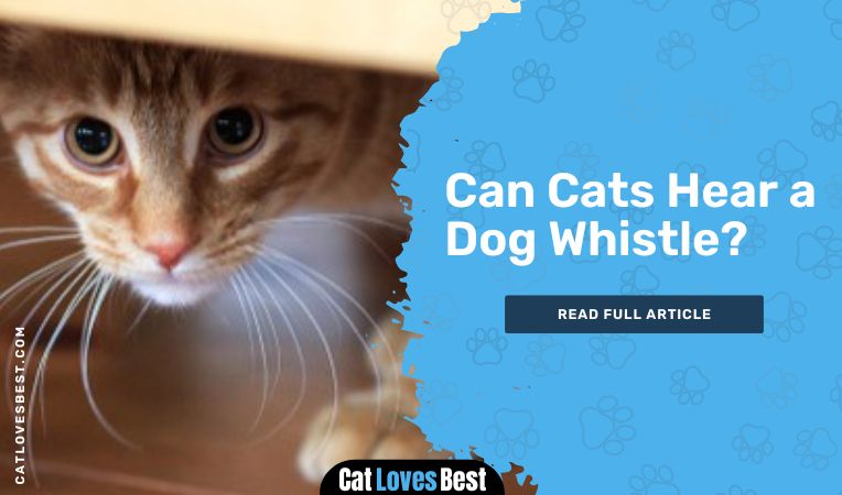 Can Cats Hear a Dog Whistle