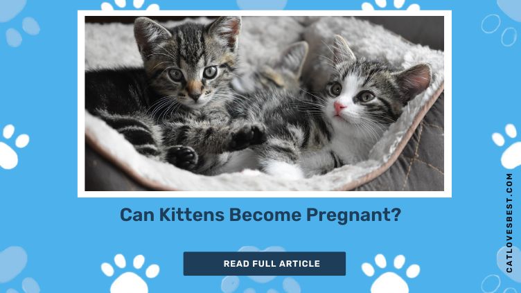 Can Kittens Become Pregnant