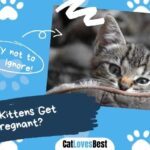 Can Kittens Get Pregnant