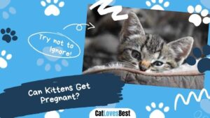 Can Kittens Get Pregnant