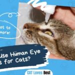 Can You Use Human Eye Drops for Cats