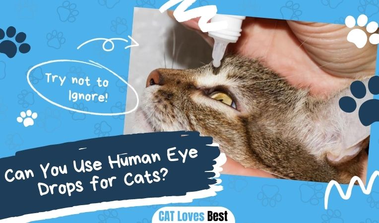 Can You Use Human Eye Drops for Cats