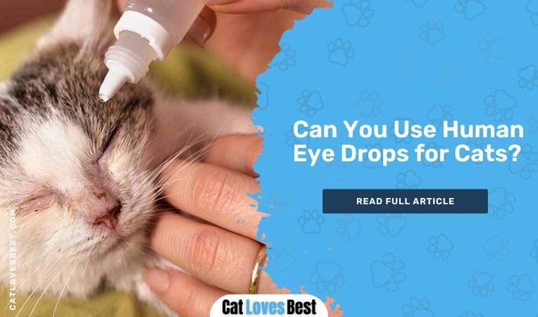 Can You Use Human Eye Drops for Cats