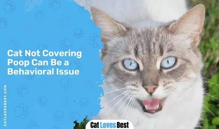Cat Not Covering Poop Can Be a Behavioral Issue