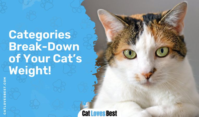 Categories Break-Down of Your Cat’s Weight