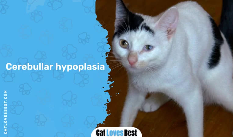 Cerebullar hypoplasia