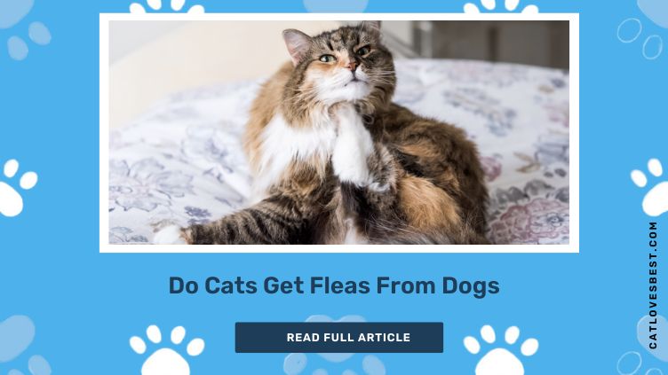 Do Cats Get Fleas From Dogs