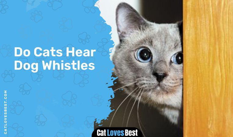 Do Cats Hear Dog Whistles