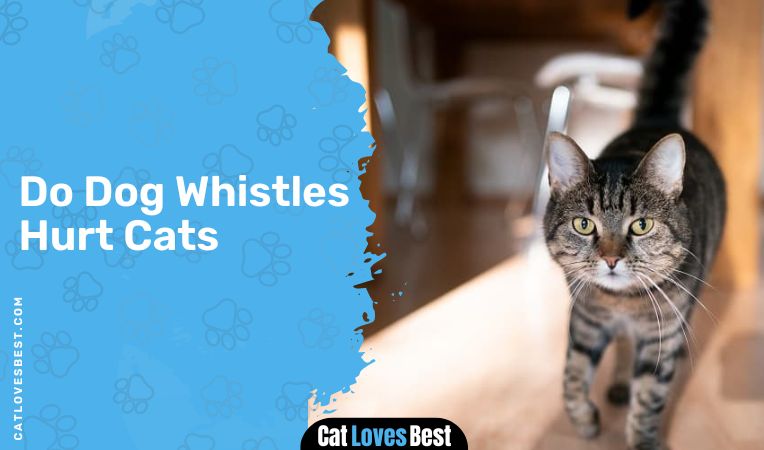 Do Dog Whistles Hurt Cats
