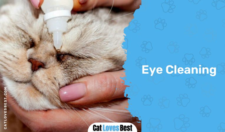 Eye Cleaning