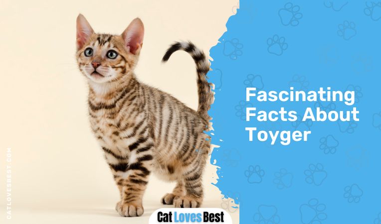 Fascinating Facts About Toyger