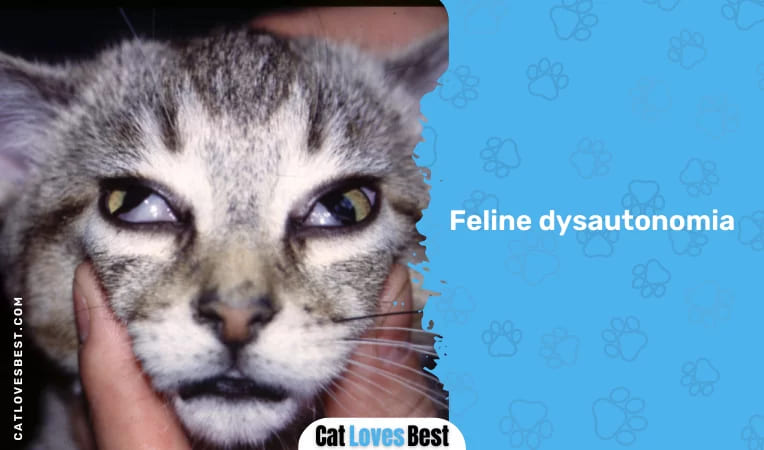 Feline dysautonomia