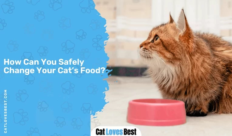 How Can You Safely Change Your Cat’s Food