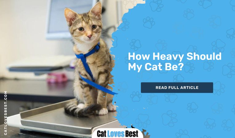 How Heavy Should My Cat Be