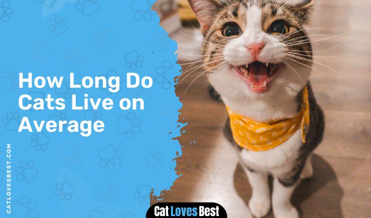 How Long Do Cats Live on Average