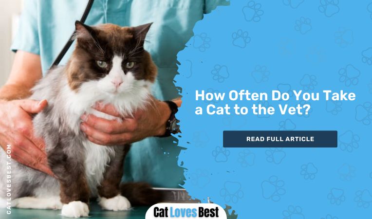 How Often Do You Take a Cat to the Vet?