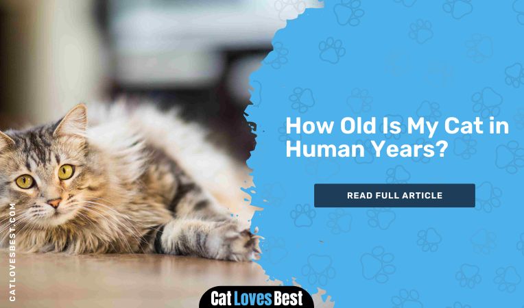 How Old Is My Cat in Human Years
