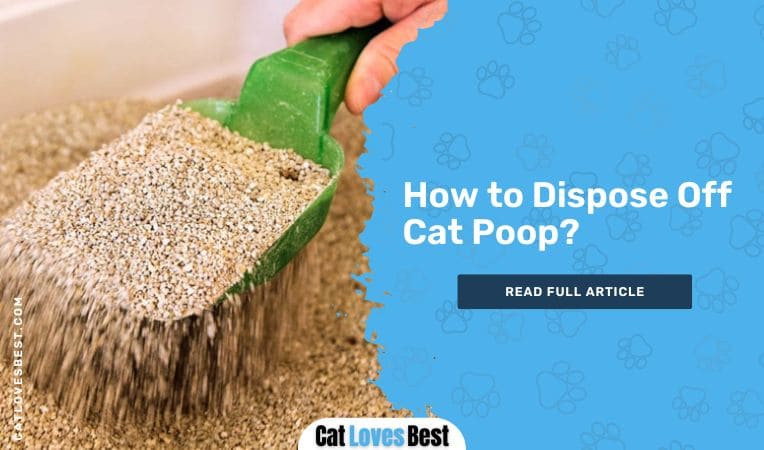 How to Dispose Off Cat Poop