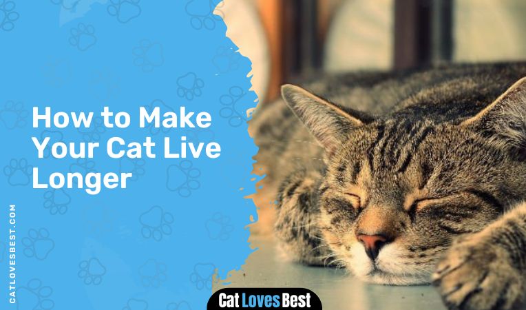 How to Make Your Cat Live Longer