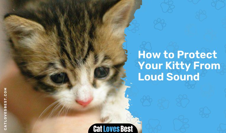 How to Protect Your Kitty From Loud Sound