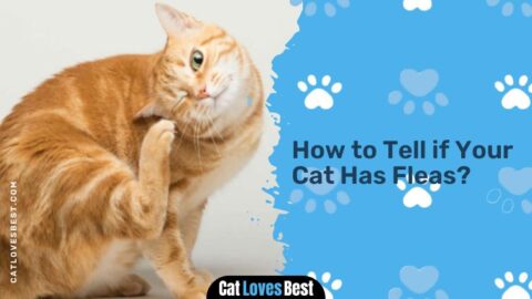 Can Cats Get Fleas From Dogs? Let’s Find Out!