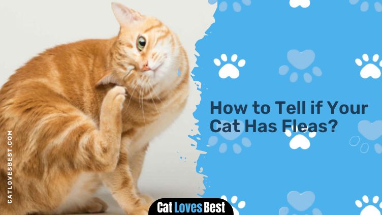 How to Tell if Your Cat Has Fleas