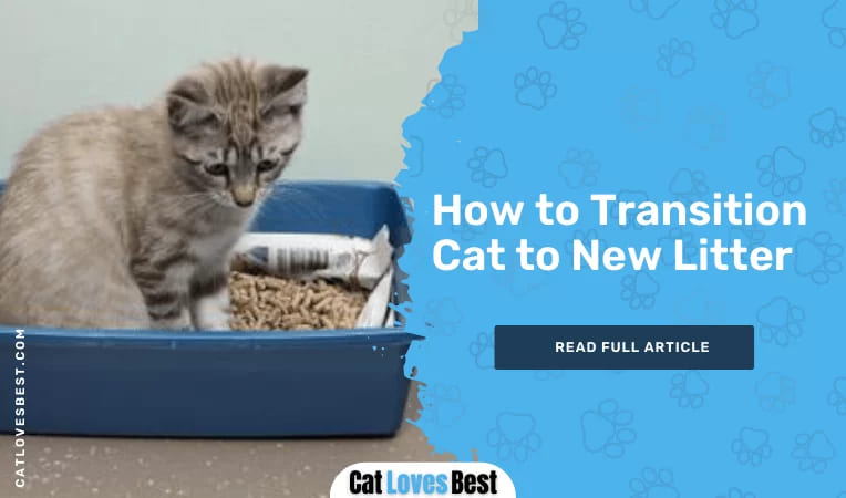 How to Transition Cat to New Litter