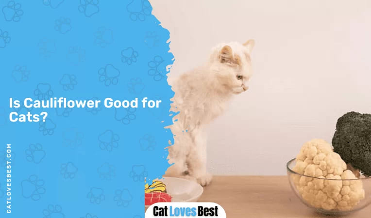 Is Cauliflower Good for Cats