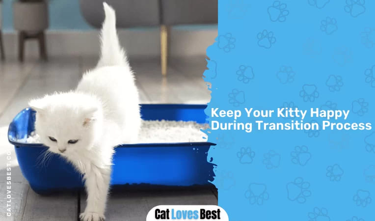 8. Keep Your Kitty Happy During Transition Process